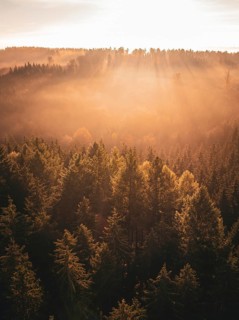 A quiet, autumnal morning in the forest at sunrise with golden light and fine mist, Gechingen,