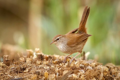 Cetti's Warbler (Cettia cetti), on floor, Castile-La Mancha, Spain