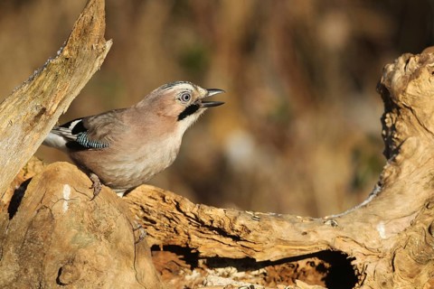 Eurasian jay (Garrulus glandarius) at winter feeding in the forest, Allgäu, Bavaria, Germany,