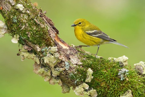 Pine Warbler (Setophaga pinus) perched on an old mossy branch, Texas, USA