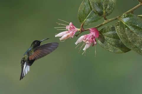 Black-bellied Hummingbird (Eupherusa nigriventris), Costa Rica