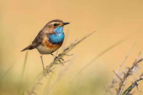 Bluethroat (Luscinia svecica cyanecula) male, Texel, Netherlands