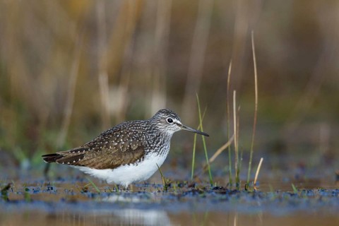 Common Sandpiper (Actitis hypoleucos) foraging, North Rhine-Westphalia, Germany