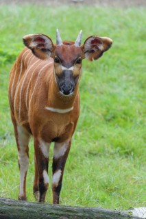 Portrait of an Eastern Bongo (Tragelaphus eurycerus isaaci)