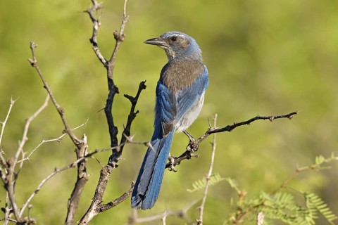Woodhouse’s Scrub-Jay Aphelocoma woodhouseii Portal, Cochise County, Arizona, United States 25 May