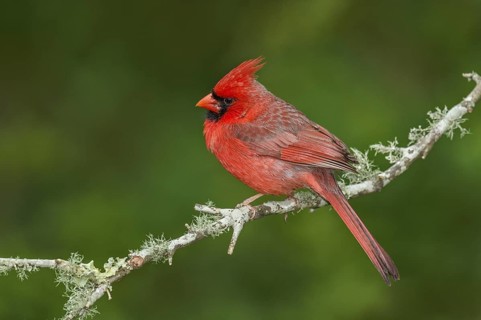 Northern Cardinal (Cardinalis cardinalis) male perched on a twig, Texas, USA