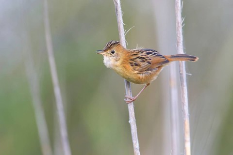 Golden-headed Cisticola (Cisticola exilis) female perched on reeds, Victoria, Australia