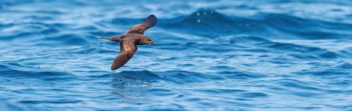 Jouanin Petrel, (Bulweria fallax), Tube-nosed Petrel, flight photo, biotope, habitat, foraging