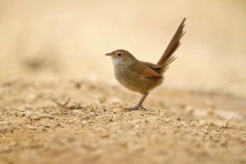 Eastern Bristlebird (Dasyornis brachypterus), New South Wales, Australia