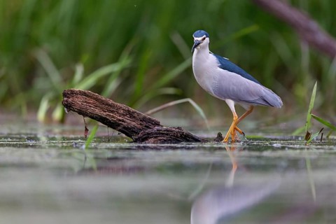 Black-crowned black crowned night heron (Nycticorax nycticorax), Bihoreau gris, HÈron bihoreau,