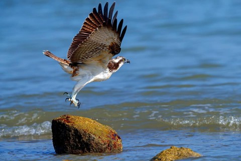 An osprey in search of food, (Pandiaon haliaetus), family of birds of prey, biotope, habitat,