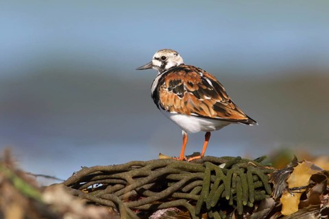 Ruddy Turnstone (Arenaria interpres), Victoria, Australia