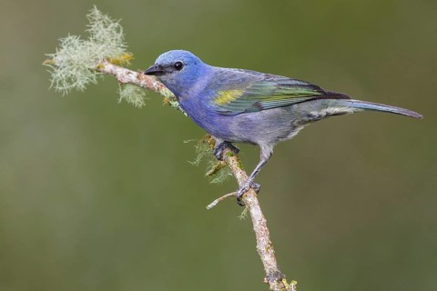 Golden-chevroned Tanager (Thraupis ornata) perched on a branch in the Atlantic rainforest of