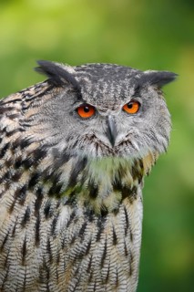 Eurasian eagle-owl (Bubo bubo), portrait, captive, North Rhine-Westphalia, Germany