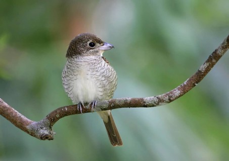 Tiger Shrike (Lanius tigrinus), Malaysia