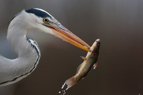 Grey Heron (Ardea cinerea) with fish prey in beak, Pusztaszer, Hungary