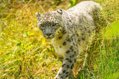 Snow leopard (Panthera uncia) sneaking through the grass, captive, habitat in Asia