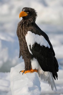 Steller's Sea Eagle (Haliaeetus pelagicus), Hokkaido, Japan