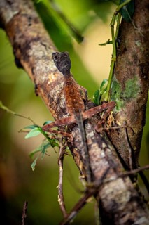Lizard on a tree trunk, well camouflaged in the jungle, kangaroo lizard (Agasthyagama) in the