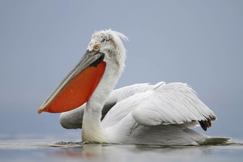 Dalmatian Pelican (Pelecanus crispus), Lake Kerkini, Greece