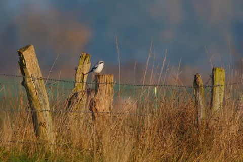 Great Grey Shrike (Lanius excubitor), North Rhine-Westphalia, Germany