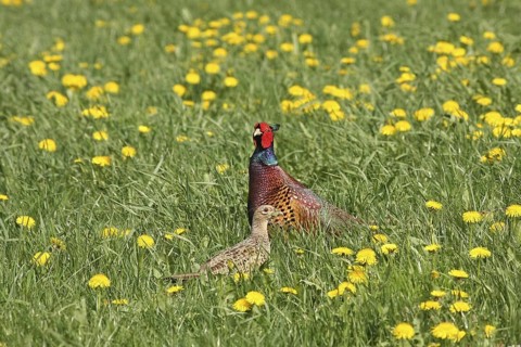 Common Pheasant (Phasianus colchicus) female, Lower Saxony, Germany