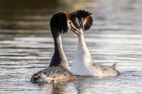 Great Crested Grebe (Podiceps Scalloped ribbonfish) Courtship, Emsland, Lower Saxony, Germany