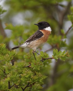 European Stonechat (Saxicola rubicola) male, Mecklenburg-Western Pomerania, Germany