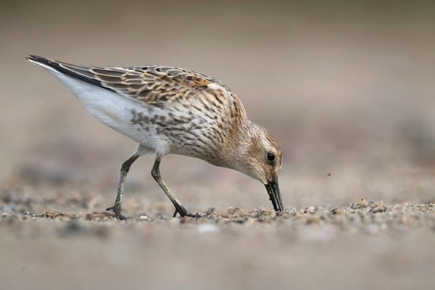 Dunlin (Calidris alpina) foraging, Mecklenburg-Western Pomerania, Germany