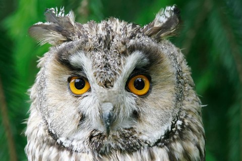 Portrait of a long-eared owl (Asio otus), owls Bavarian Forest, Federal Republic of Germany