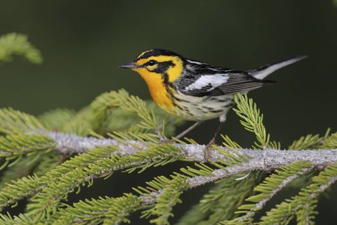 Blackburnian Warbler (Setophaga fusca), West Virginia, USA