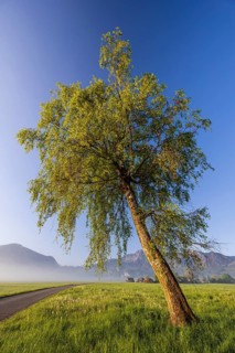 Tree, birch, light green leaves, morning light, fog, mountains, path, sunny, spring, Loisach-Lake