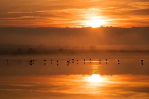 Greater flamingos grace Toledo Lagoons in Spain, their silhouettes mirrored in calm waters against