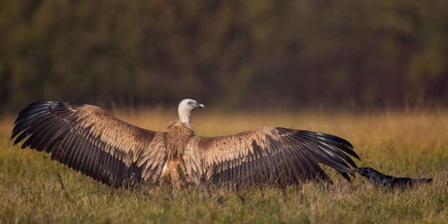 Griffon Vulture (Gyps fulvus), Poland