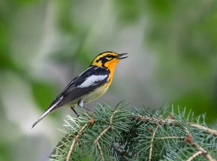 A male Blackburnian Warbler (Setophaga fusca) calling from a spruce tree at Emma Lake, Saskatchewan