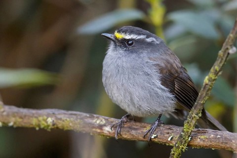 Crowned Chat-Tyrant (Ochthoeca frontalis) perched on a branch in the Andes Mountains of Colombia