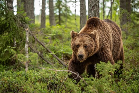 Brown Bear (Ursus arctos), on forest, Kainuu, Finland