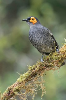 Common Smoky Honeyeater (Melipotes fumigatus) perched on a branch in Papua New Guinea