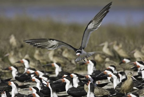 Black Skimmer (Rynchops niger), California, USA