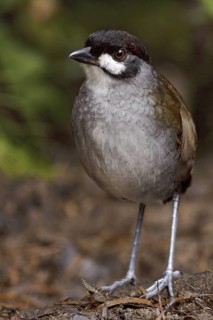 Jocotoco Antpitta (Grallaria ridgelyi), Ecuador