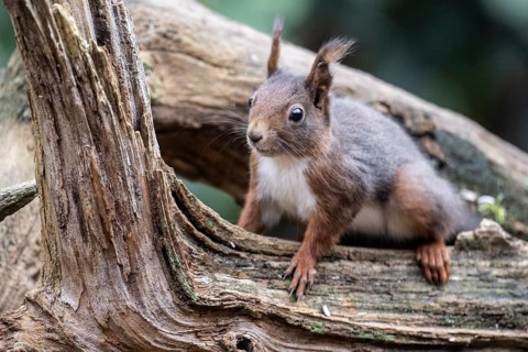 Squirrel (Sciurus vulgaris), Emsland, Lower Saxony, Germany