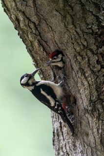Great spotted woodpecker (Dendrocopos major) at the cave with young, Emsland, Lower Saxony, Germany