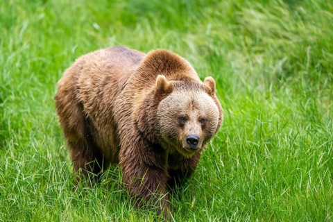 Eurasian brown bear (Ursus arctos arctos) walking on a meadow, Bavarian Forest, Bavaria, Germany