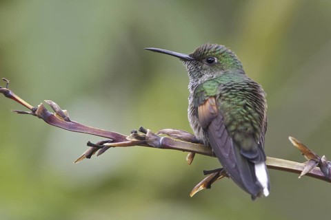 Stripe-tailed Hummingbird (Eupherusa eximia), Costa Rica