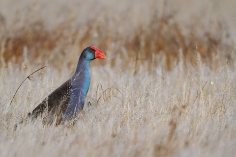 Australasian Swamphen (Porphyrio melanotus melanotus), Western Australia, Australia