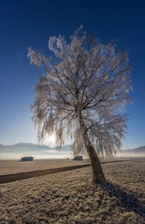 Tree, birch, hoarfrost, sunbeams, fog, path, backlight, sunny, mountain landscape, winter,