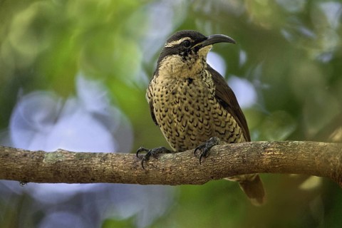 Paradise Riflebird (Ptiloris paradiseus) female, Queensland, Australia