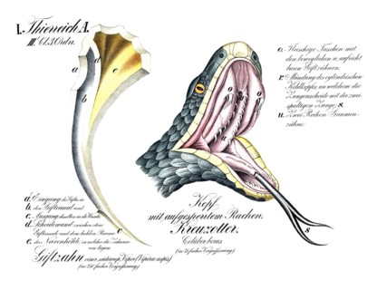 Anatomy, animal kingdom, head with unlocked throat, viper, Coluber berus, reproduction of a