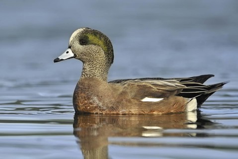 American Wigeon (Mareca americana) male, British Columbia, Canada