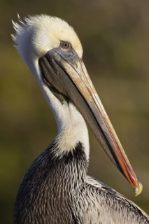 Brown Pelican (Pelecanus occidentalis), Florida, USA